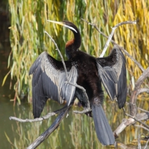 Anhinga novaehollandiae at Fyshwick, ACT - 17 May 2020