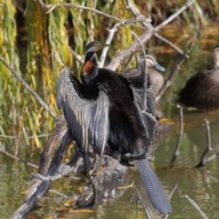 Anhinga novaehollandiae at Fyshwick, ACT - 17 May 2020