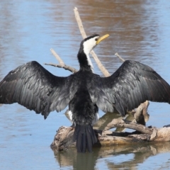 Microcarbo melanoleucos (Little Pied Cormorant) at Fyshwick, ACT - 17 May 2020 by Tim L