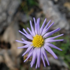 Brachyscome rigidula (Hairy Cut-leaf Daisy) at Wandiyali-Environa Conservation Area - 19 May 2020 by Wandiyali