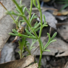 Brachyscome rigidula at Googong, NSW - 19 May 2020