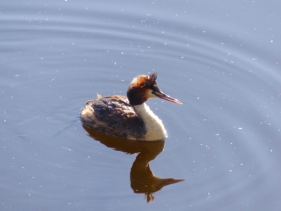 Podiceps cristatus (Great Crested Grebe) at Bega, NSW - 20 May 2020 by MatthewHiggins