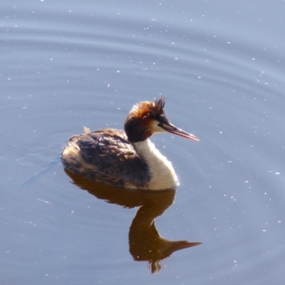 Podiceps cristatus (Great Crested Grebe) at Bega, NSW - 20 May 2020 by MatthewHiggins