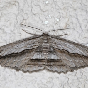 Euphronarcha luxaria at Ainslie, ACT - 19 May 2020