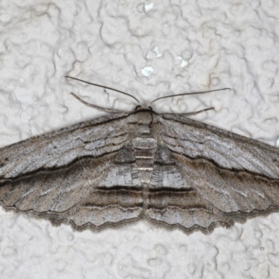 Euphronarcha luxaria (Striated Bark Moth) at Ainslie, ACT - 19 May 2020 by jb2602