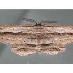 Euphronarcha luxaria at Ainslie, ACT - 19 May 2020