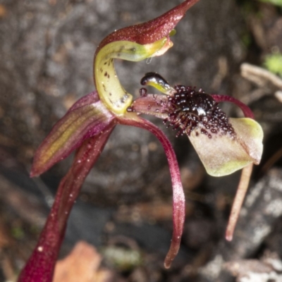 Chiloglottis seminuda (Turtle Orchid) by DerekC