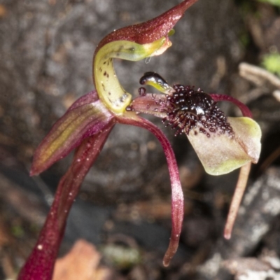 Chiloglottis seminuda (Turtle Orchid) at Acton, ACT by DerekC