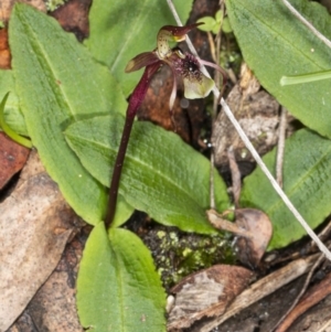 Chiloglottis seminuda at suppressed - 19 May 2020