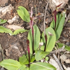 Chiloglottis seminuda at suppressed - 19 May 2020