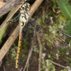 Hemicordulia tau at Acton, ACT - 19 May 2020