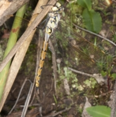 Hemicordulia tau at Acton, ACT - 19 May 2020