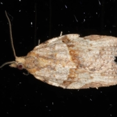 Epiphyas postvittana (Light Brown Apple Moth) at Ainslie, ACT - 19 May 2020 by jbromilow50