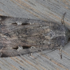 Agrotis infusa (Bogong Moth, Common Cutworm) at Ainslie, ACT - 19 May 2020 by jb2602