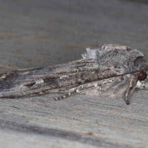 Agrotis infusa at Ainslie, ACT - 19 May 2020