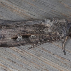 Agrotis infusa at Ainslie, ACT - 19 May 2020