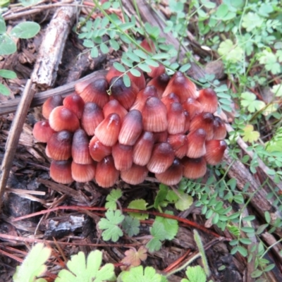 Mycena kuurkacea (Bleeding Mycena) at Molonglo Valley, ACT - 20 May 2020 by SandraH