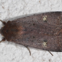 Diarsia intermixta (Chevron Cutworm, Orange Peel Moth.) at Ainslie, ACT - 19 May 2020 by jbromilow50