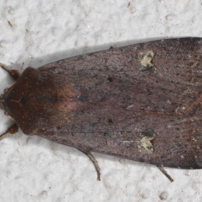 Diarsia intermixta (Chevron Cutworm, Orange Peel Moth.) at Ainslie, ACT - 19 May 2020 by jb2602