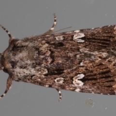 Ectopatria horologa (Nodding Saltbush Moth) at Ainslie, ACT - 19 May 2020 by jb2602