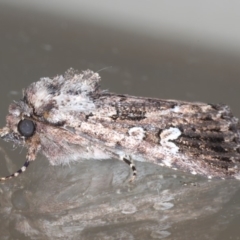 Ectopatria horologa at Ainslie, ACT - 19 May 2020