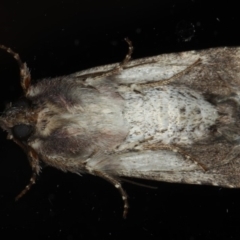 Ectopatria horologa at Ainslie, ACT - 19 May 2020