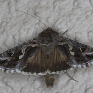 Chrysodeixis argentifera at Ainslie, ACT - 19 May 2020