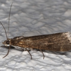 Achyra affinitalis (Cotton Web Spinner) at Ainslie, ACT - 18 May 2020 by jbromilow50