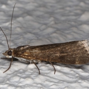 Achyra affinitalis at Ainslie, ACT - 18 May 2020