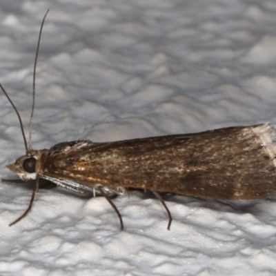 Achyra affinitalis (Cotton Web Spinner, Pyraustinae) at Ainslie, ACT - 18 May 2020 by jb2602