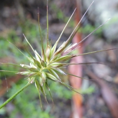 Echinopogon sp. (Hedgehog Grass) at Bolaro, NSW - 12 May 2020 by DavidMcKay