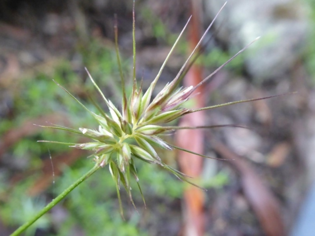 Echinopogon sp. (genus) at Bolaro, NSW - 12 May 2020