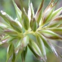 Echinopogon sp. (genus) at Bolaro, NSW - 12 May 2020