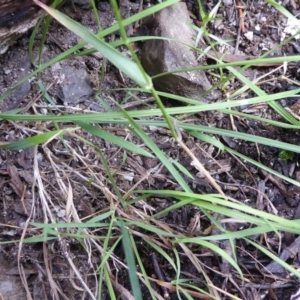 Echinopogon sp. at Bolaro, NSW - 12 May 2020
