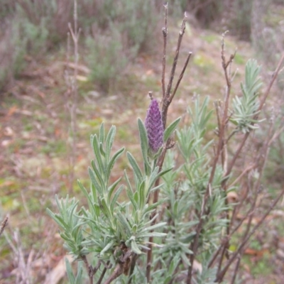 Lavandula stoechas (Spanish Lavender or Topped Lavender) at Stromlo, ACT - 19 May 2020 by MichaelMulvaney