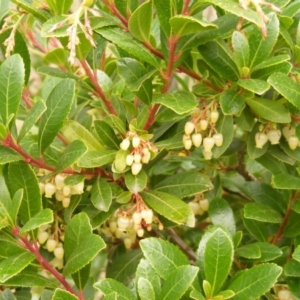 Arbutus unedo at Stromlo, ACT - 20 May 2020