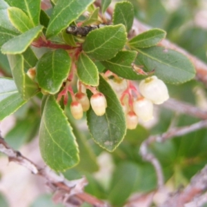 Arbutus unedo at Stromlo, ACT - 20 May 2020