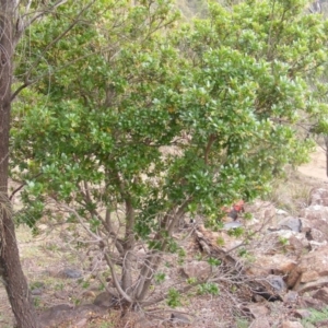 Arbutus unedo at Stromlo, ACT - 20 May 2020