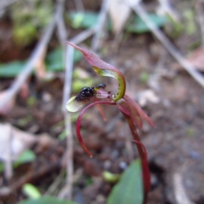 Chiloglottis seminuda (Turtle Orchid) by CathB