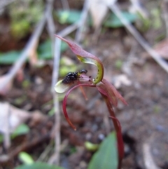 Chiloglottis seminuda (Turtle Orchid) at Acton, ACT - 8 May 2014 by CathB
