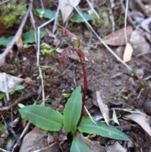 Chiloglottis seminuda at suppressed - 8 May 2014