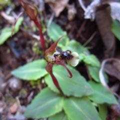 Chiloglottis seminuda at suppressed - 8 May 2014