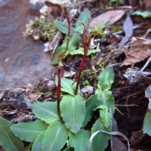 Chiloglottis seminuda at suppressed - 8 May 2014