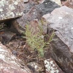 Indigofera adesmiifolia at Stromlo, ACT - 20 May 2020