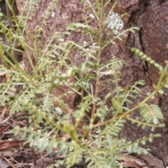 Indigofera adesmiifolia at Stromlo, ACT - 20 May 2020