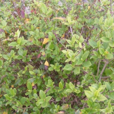 Viburnum tinus (Laurustinus) at Stromlo, ACT - 20 May 2020 by MichaelMulvaney