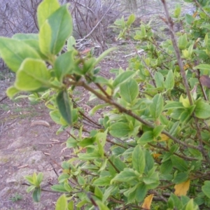 Viburnum tinus at Stromlo, ACT - 20 May 2020