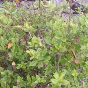 Viburnum tinus at Stromlo, ACT - 20 May 2020