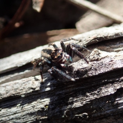 Jotus auripes (Jumping spider) at Dunlop, ACT - 15 May 2020 by CathB