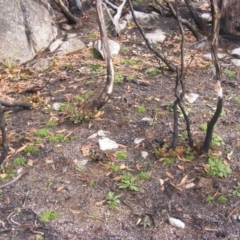 Eucalyptus pauciflora subsp. debeuzevillei (A Snow Gum) at Namadgi National Park - 19 May 2020 by MichaelMulvaney